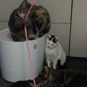 子猫の声が聞こえる季節にの画像