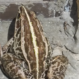 殿の動画②連チャンの画像