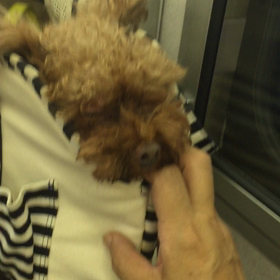 昨日のハプニング &  私の今の気持ちを表す動画。(~Ｖ~;)の画像