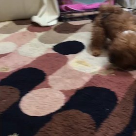 桜の入院決まりましたの画像