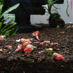 バテてます。の画像