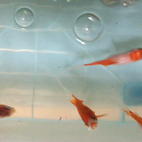 コメット＆朱文金の成長^^*の画像