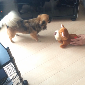 爆笑犬ハッピーの画像