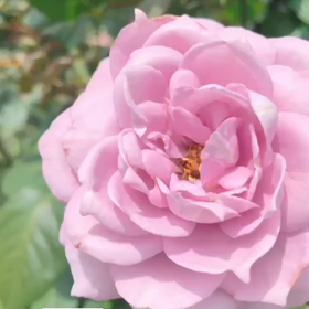 本当の美の画像