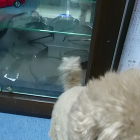 モカ日記再出発の画像