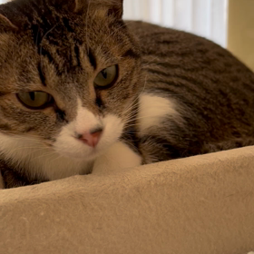 寝込み突撃の画像