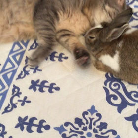 溺愛中♡の画像