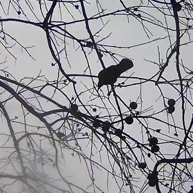 すぎぴたんの事件簿シーズン3　134話（カラスもŧ‹”ŧ‹”( ‘ч’ )ŧ‹”ŧ‹”）の画像