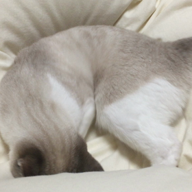 ここほれニャンニャンの画像