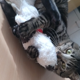 まめぞうとスヌーピー( *´艸｀)の画像