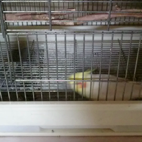 『出せ出せ～！！』の画像