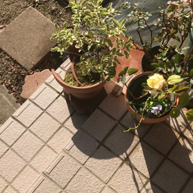 ロボット兵に癒されるの画像