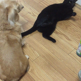 犬の気持ちと猫の気持ち…の画像