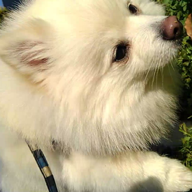 朝の散歩の画像