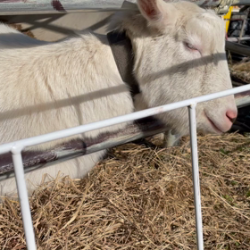 暖かくてうとうとの画像