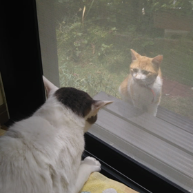 今日のにゃんご⑤の画像