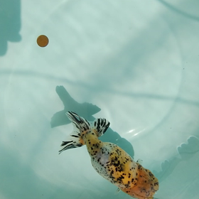 日本一大会から5ヶ月後の画像