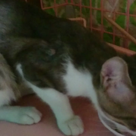 預かり猫さん、メロン君の画像