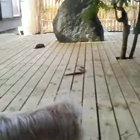 朝から大騒ぎ(*´∀`*)ノの画像