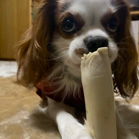 キャバリアっての画像