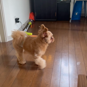 まーた来たの画像