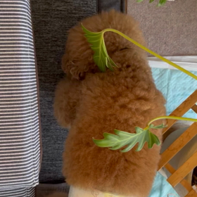 こらこらの画像