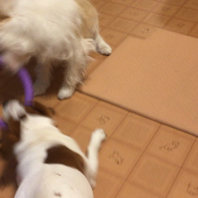 ココのんオモチャ取り合い動画の画像