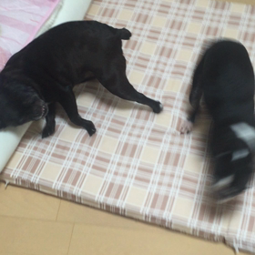 布団ネタの画像