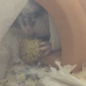 小さなハムスターは強かったぞ(● ˃̶͈̀ロ˂̶͈́)੭ꠥ⁾⁾の画像