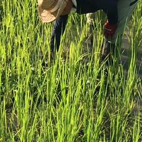 自然栽培米の草取りの画像