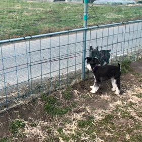 ドッグランの中と外！の画像