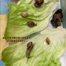 我が家の癒し系の画像