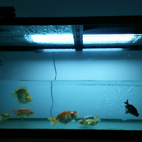 今日も水換え。の画像