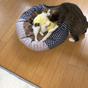 新NISAについて…割引ポイント買い物渡り。マリーにゃんがデールにゃんを襲う動画の画像