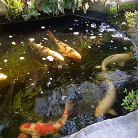 子供の日・母の日を兼ねてバーベキューの画像