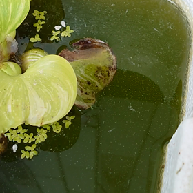 恥かいたの画像