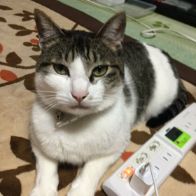 我が家のバカ猫〜莉紅(リク)編 2の画像