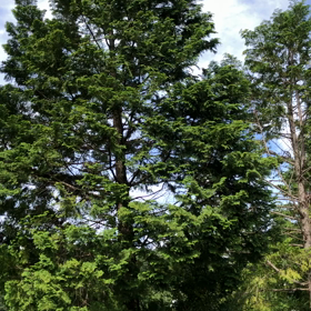 小鳥の合唱の画像