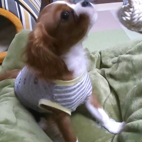 パン食い競争 の そらの画像