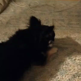 麦ちゃんの入院の画像