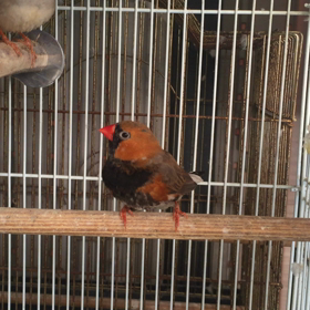 キンカチョウの画像