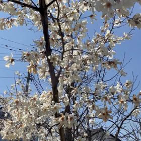 今年度の画像