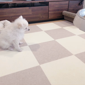 待ての練習の画像