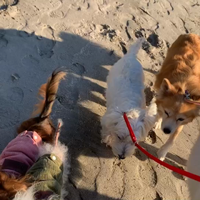 11月29日14わんこと1時間30分遠足　お台場の画像