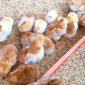 D58 高温期31日目 モヤモヤ受診の画像