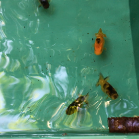 うろこカップ2019 赤虫の画像