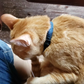 ”みにお営業部長の引退”の画像