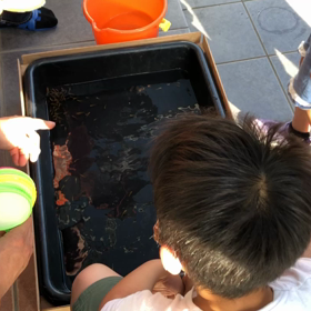 メダカすくいの画像