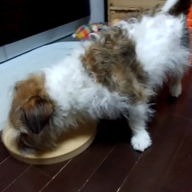 遊ぶガス…の画像