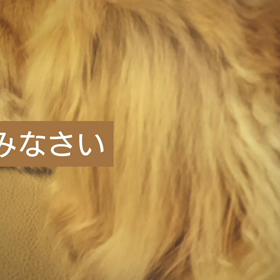 ねん寝る(-.-)Zzzの画像